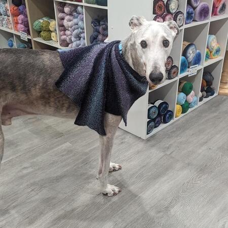 product for dogs